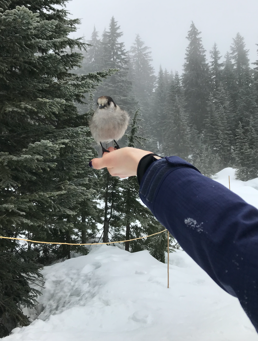 Snowshoeing, February 2020